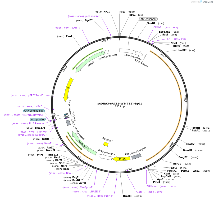 154104-plasmid-map-sequence-id-301642