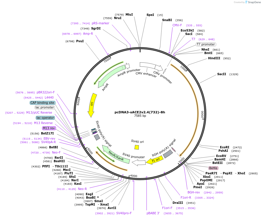154103-plasmid-map-sequence-id-301646