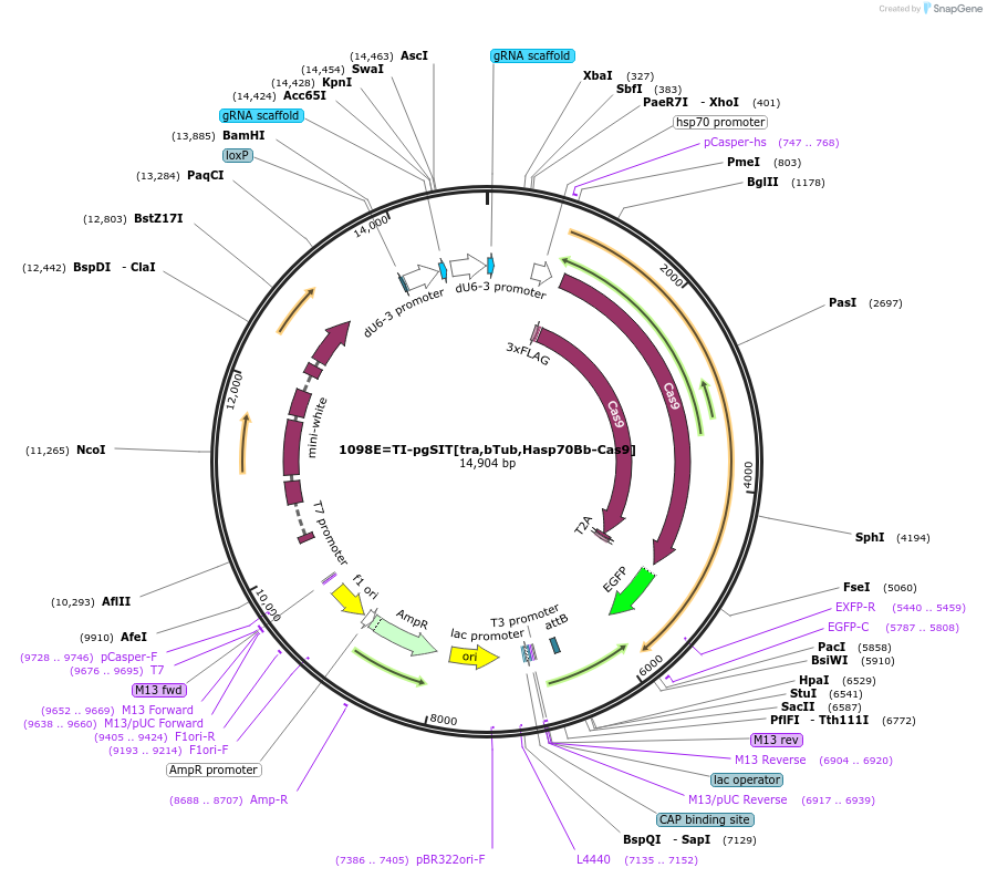 149427-plasmid-map-sequence-id-301649