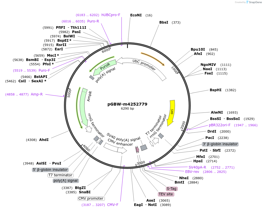 153760-plasmid-map-sequence-id-301656