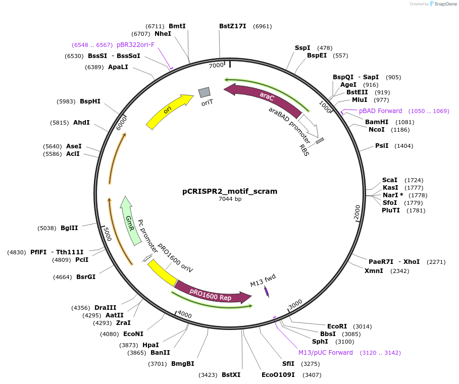 149397-plasmid-map-sequence-id-301658