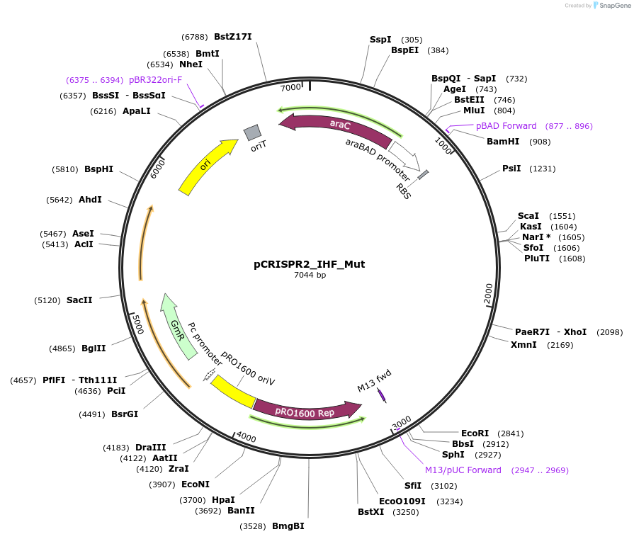 149396-plasmid-map-sequence-id-301659