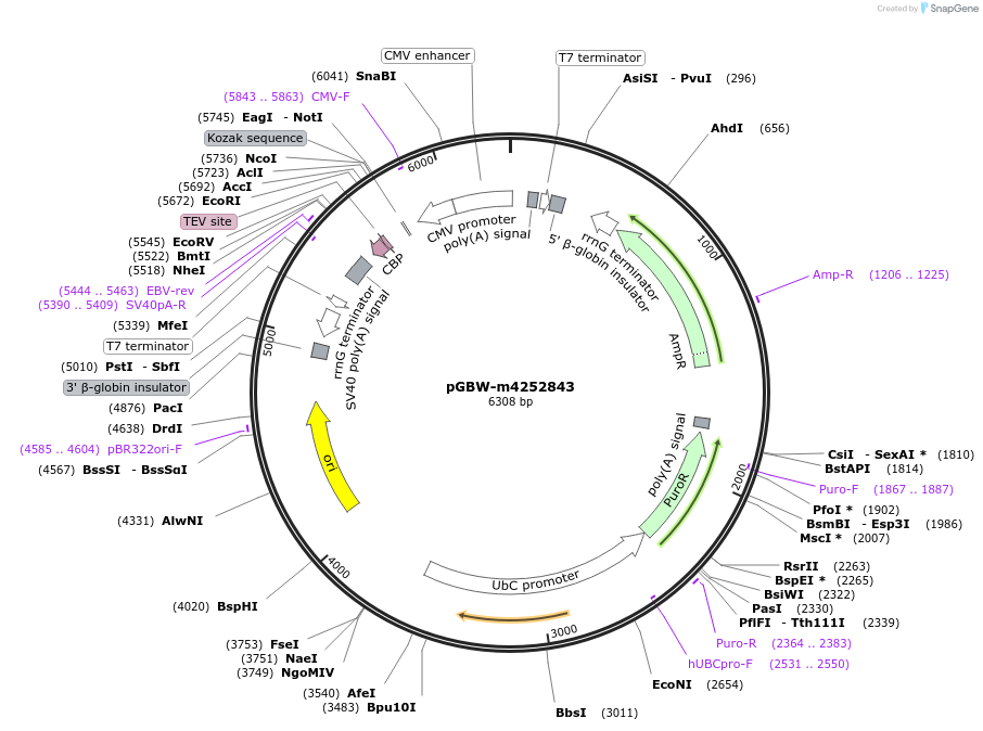 153763-plasmid-map-sequence-id-301661