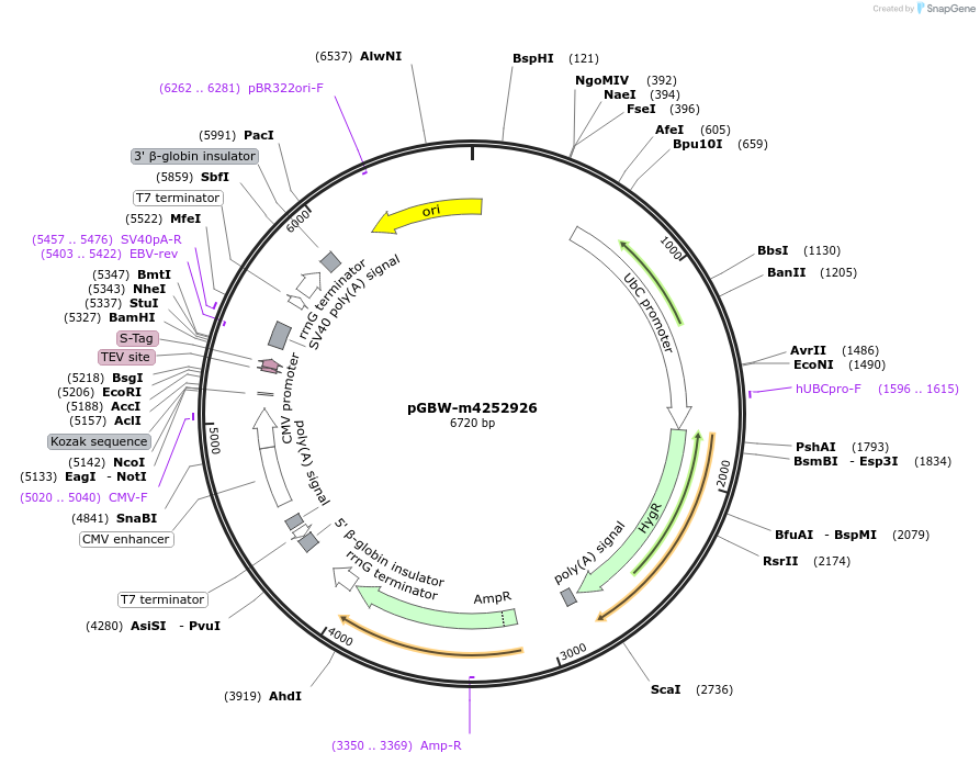 153768-plasmid-map-sequence-id-301665