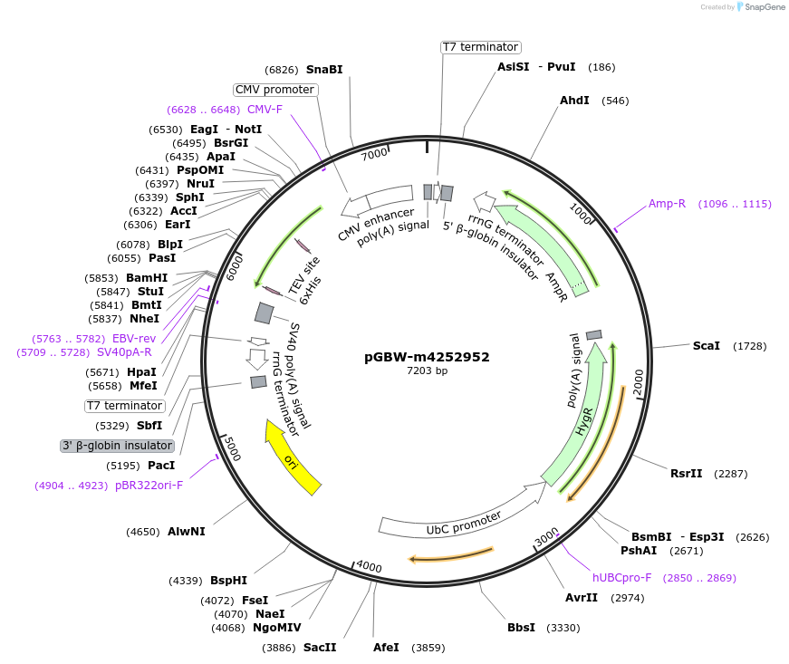 153771-plasmid-map-sequence-id-301667
