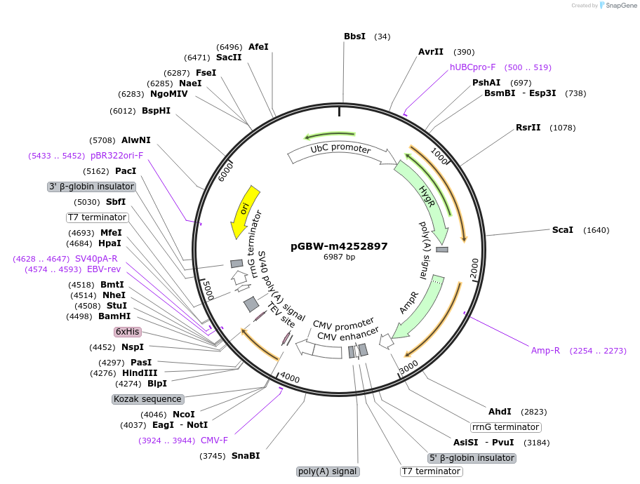 153774-plasmid-map-sequence-id-301669