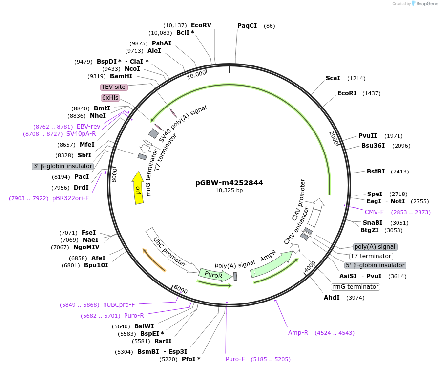 153775-plasmid-map-sequence-id-301670