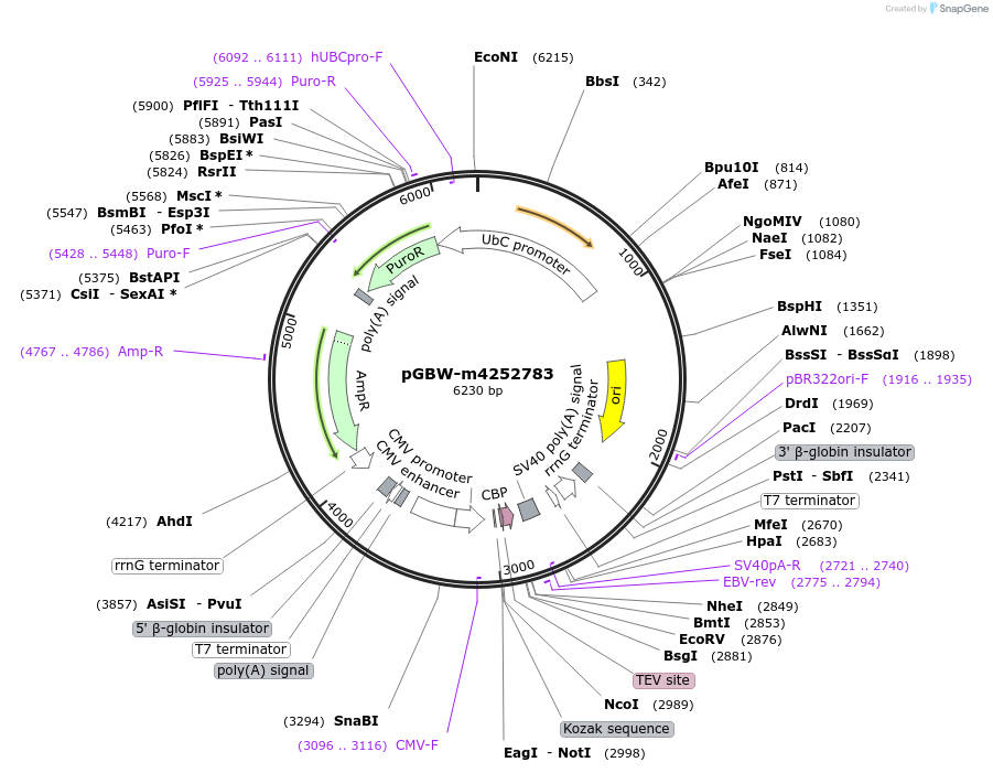 153784-plasmid-map-sequence-id-301677