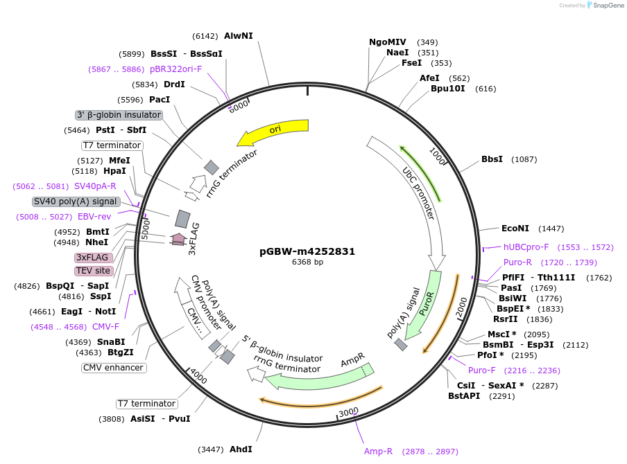 153792-plasmid-map-sequence-id-301683