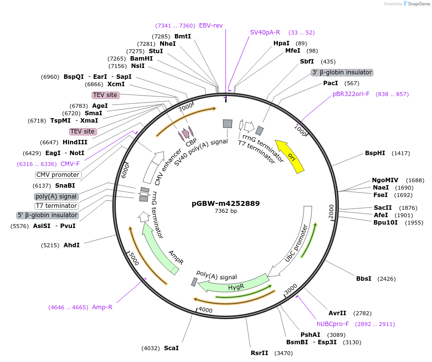 153797-plasmid-map-sequence-id-301685