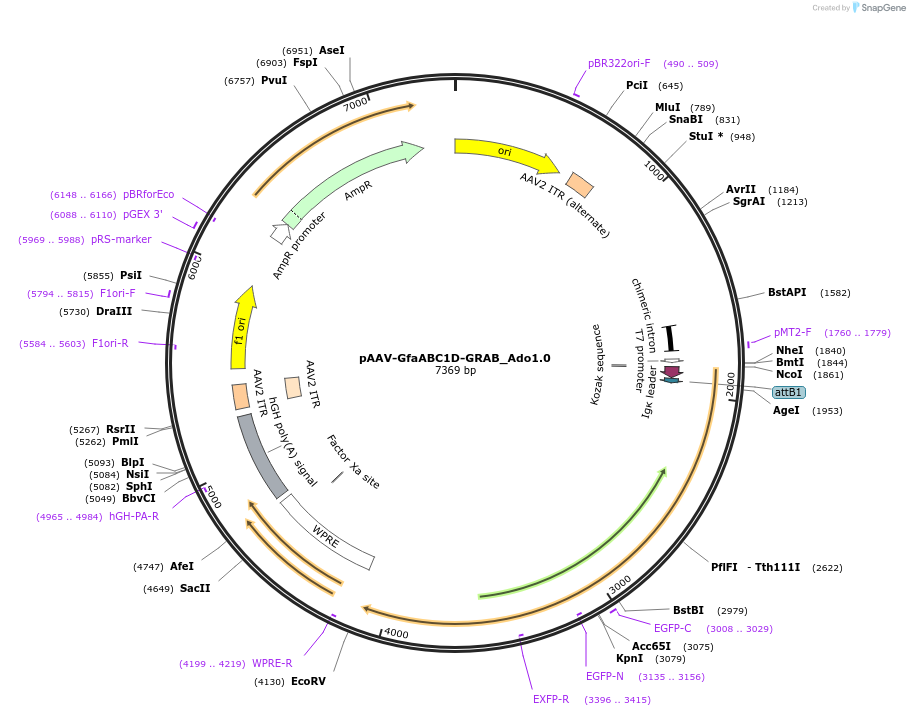 153288-plasmid-map-sequence-id-301931