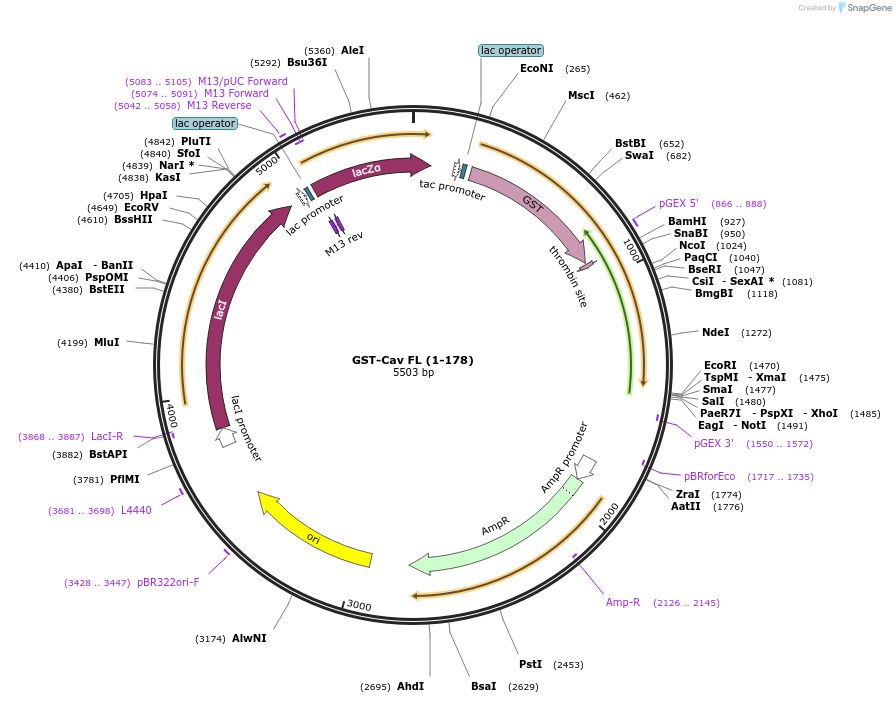 22445-plasmid-map-sequence-id-301935
