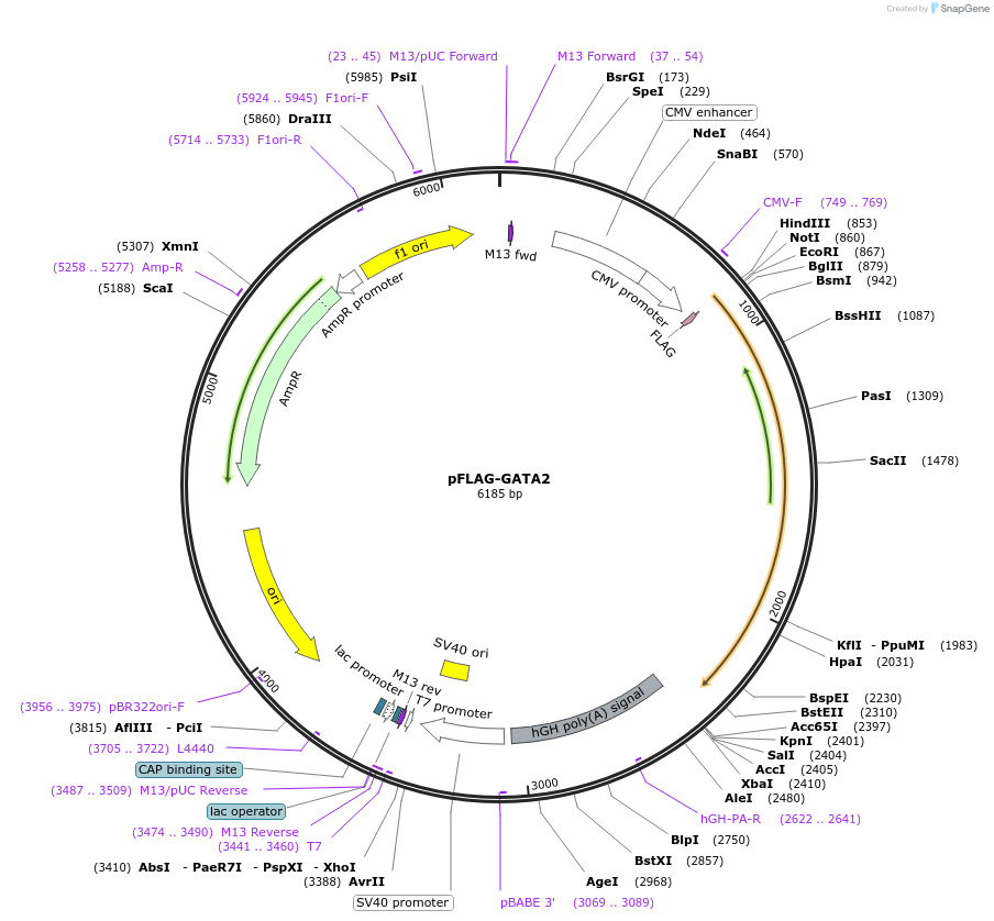 1418-plasmid-map-sequence-id-301960