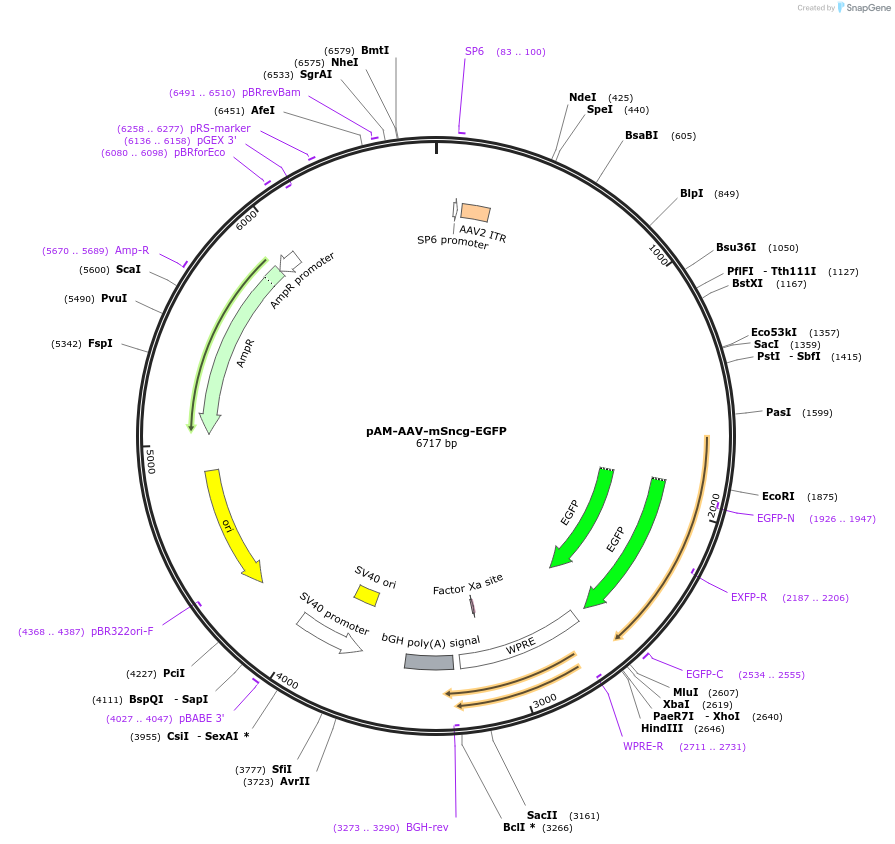 153163-plasmid-map-sequence-id-301968