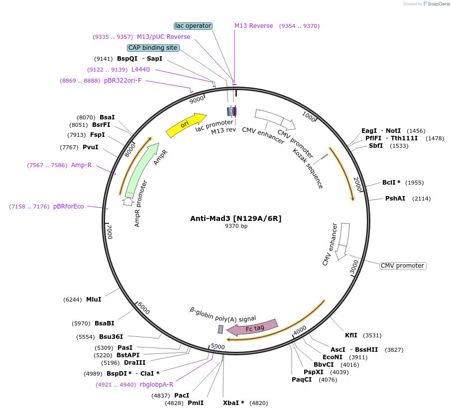 140075-plasmid-map-sequence-id-301969