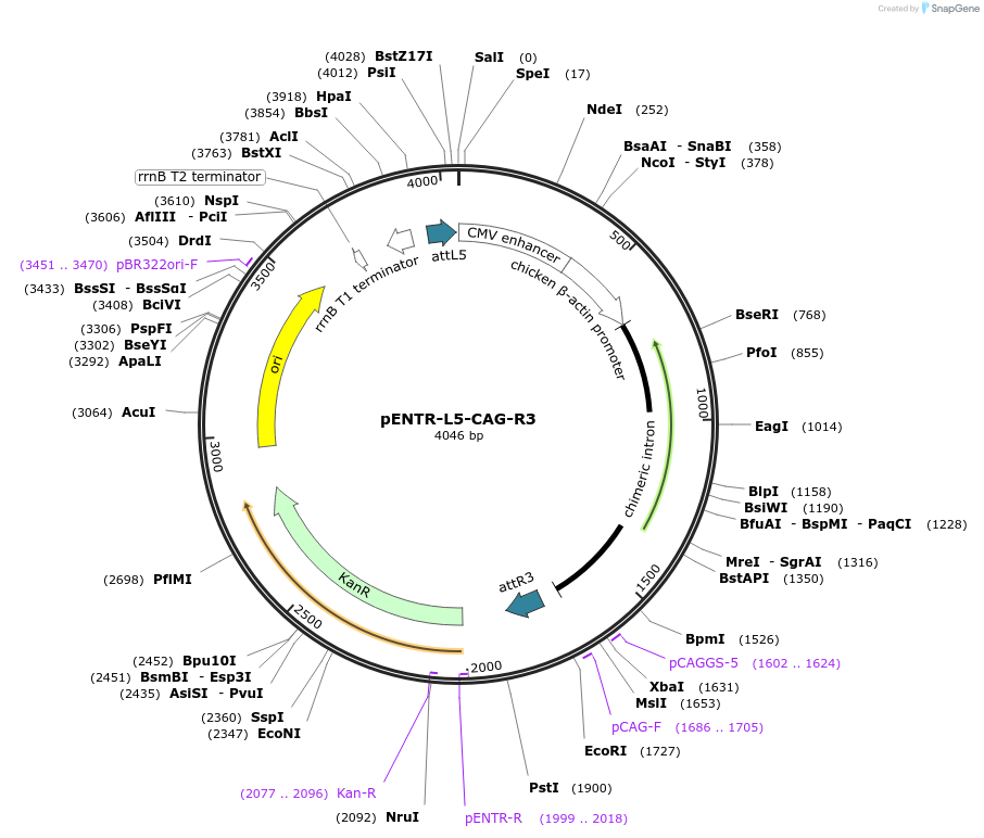 141036-plasmid-map-sequence-id-301972
