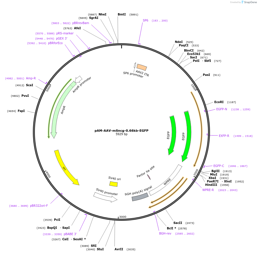 153165-plasmid-map-sequence-id-301975