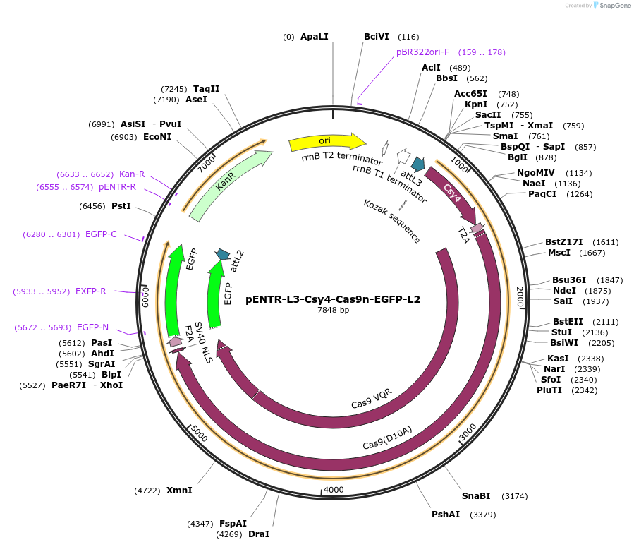 141046-plasmid-map-sequence-id-302008