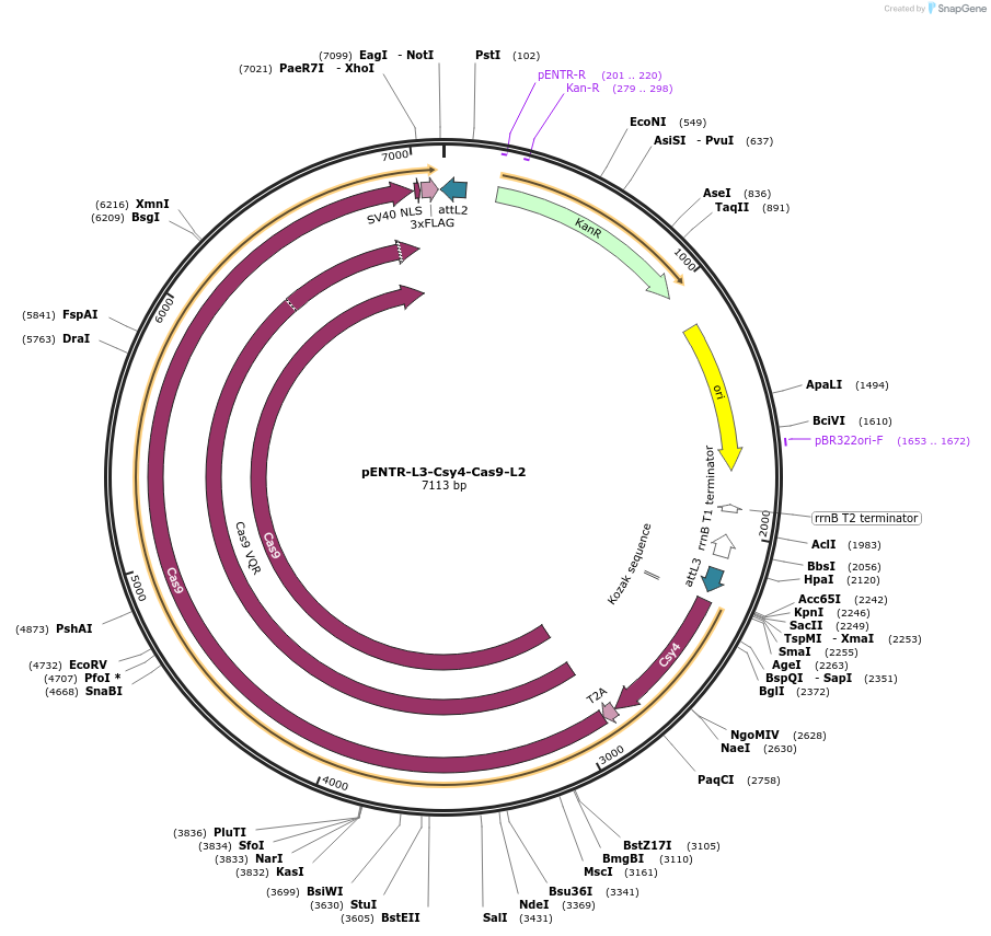 141040-plasmid-map-sequence-id-302010