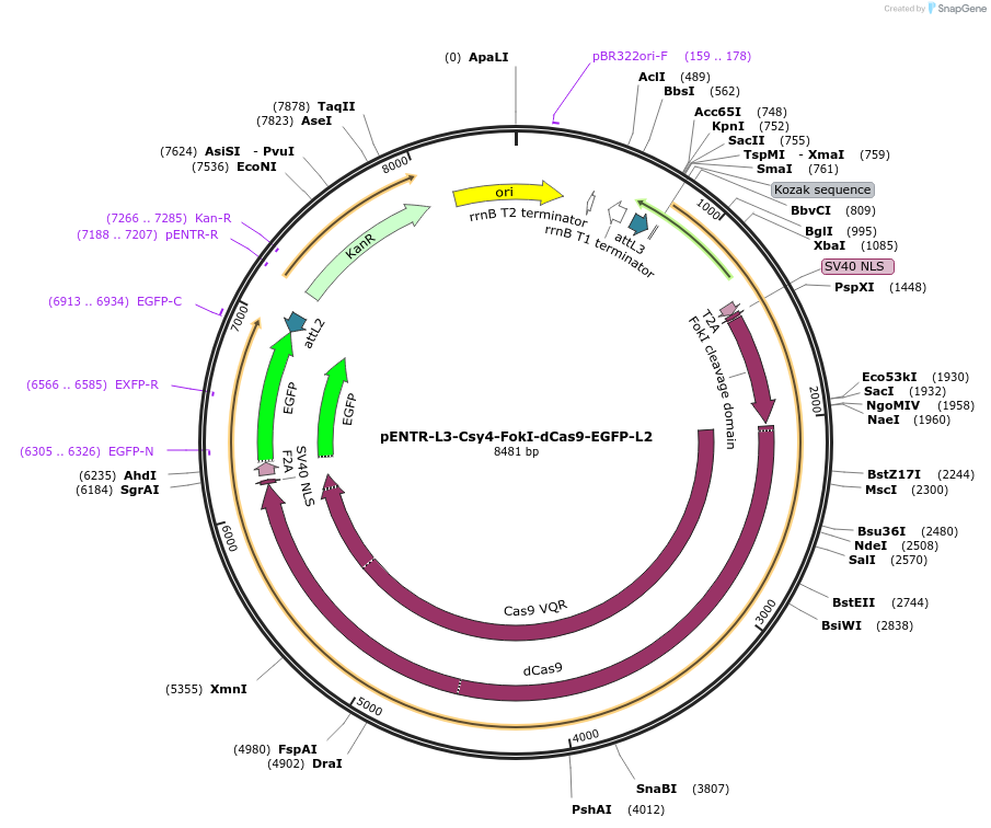 141047-plasmid-map-sequence-id-302011