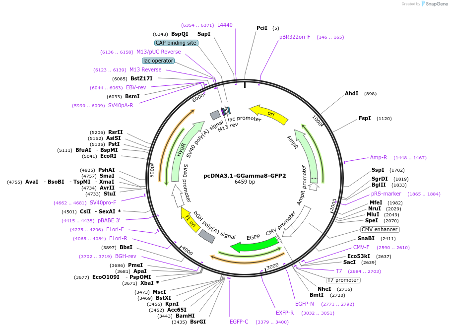 140990-plasmid-map-sequence-id-302016