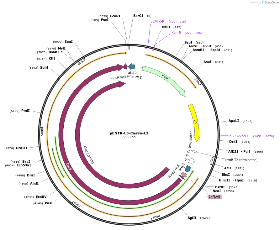 141039-plasmid-map-sequence-id-302034