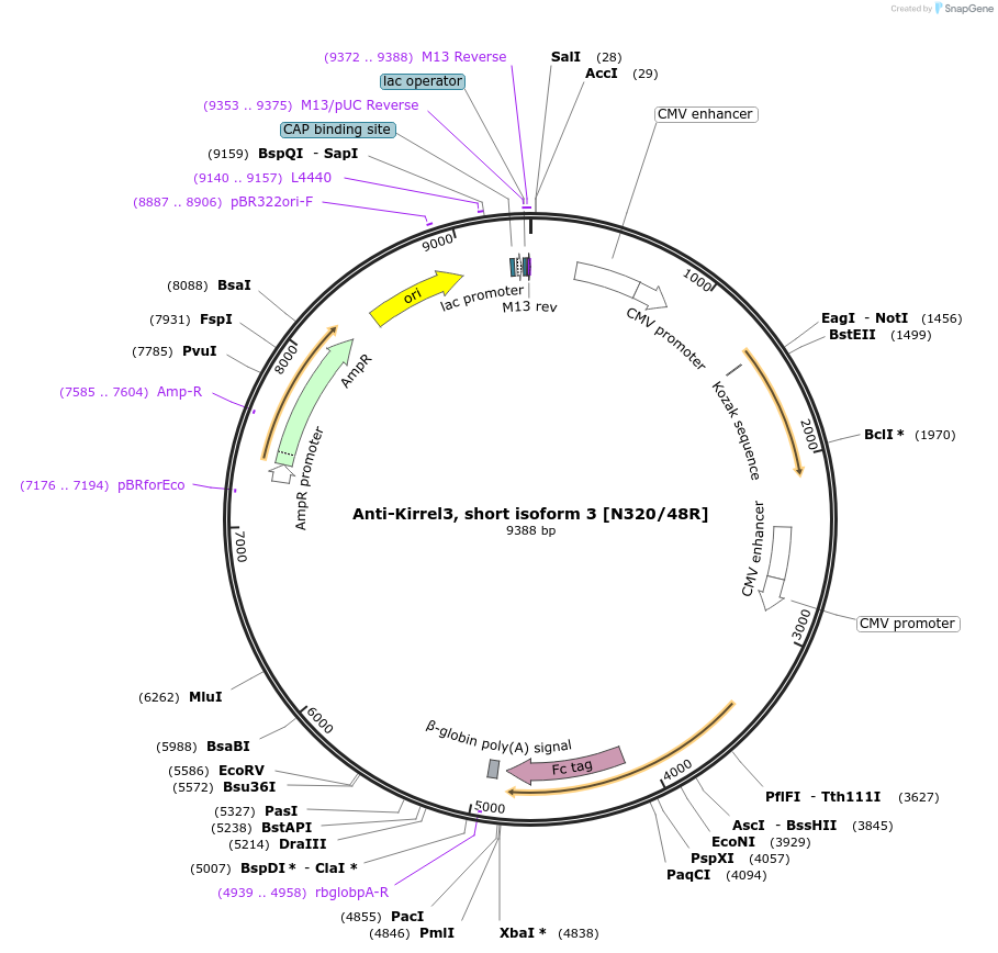 149452-plasmid-map-sequence-id-302035