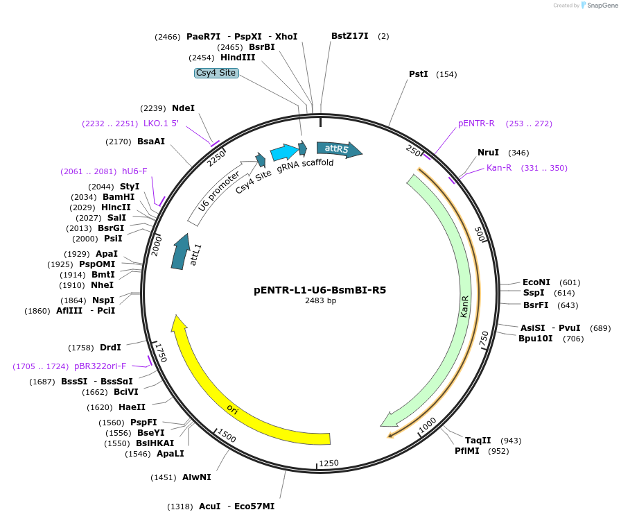 141032-plasmid-map-sequence-id-302038