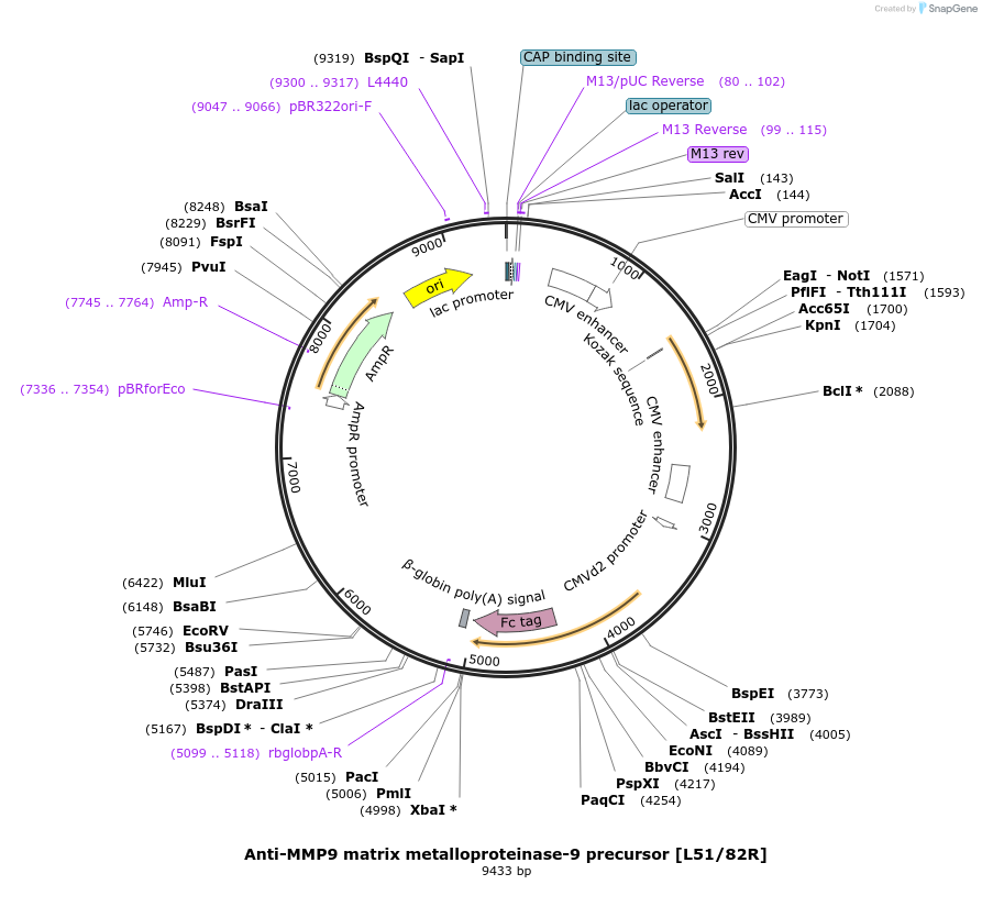 149455-plasmid-map-sequence-id-302040