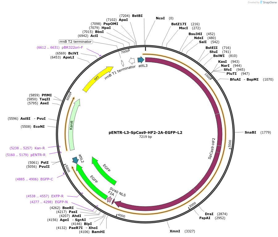 141050-plasmid-map-sequence-id-302041