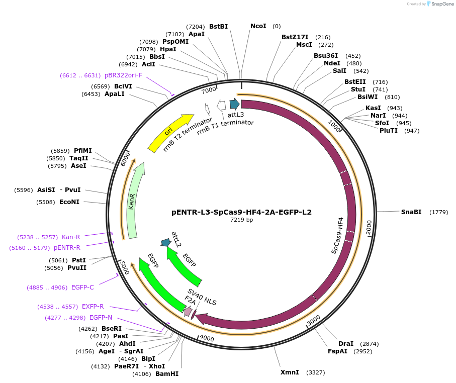 141049-plasmid-map-sequence-id-302045