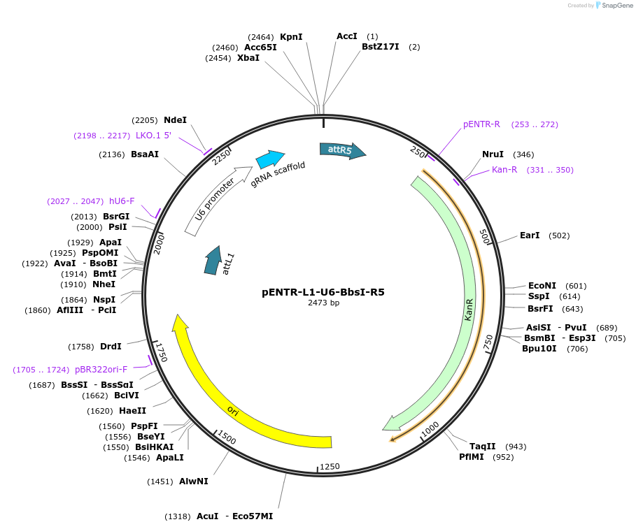 141031-plasmid-map-sequence-id-302050