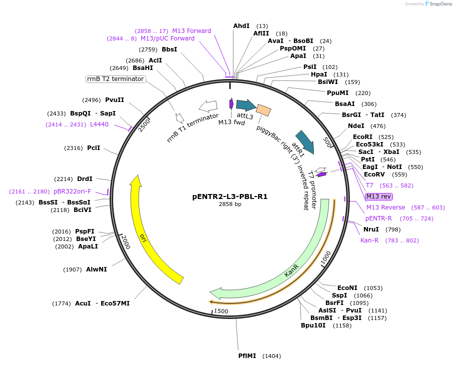 141016-plasmid-map-sequence-id-302055