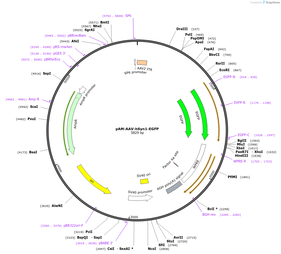 153205-plasmid-map-sequence-id-302057