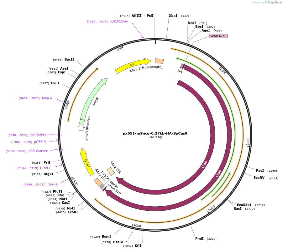 153208-plasmid-map-sequence-id-302060