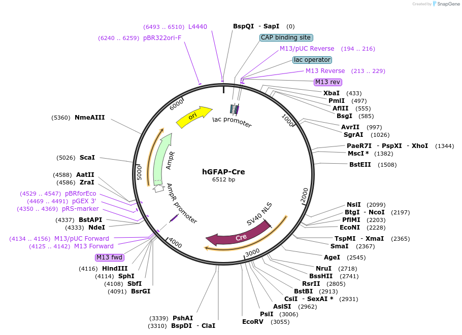 40591-plasmid-map-sequence-id-302078