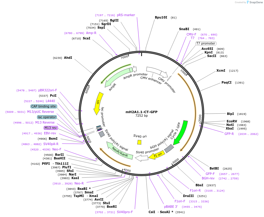 45167-plasmid-map-sequence-id-302079