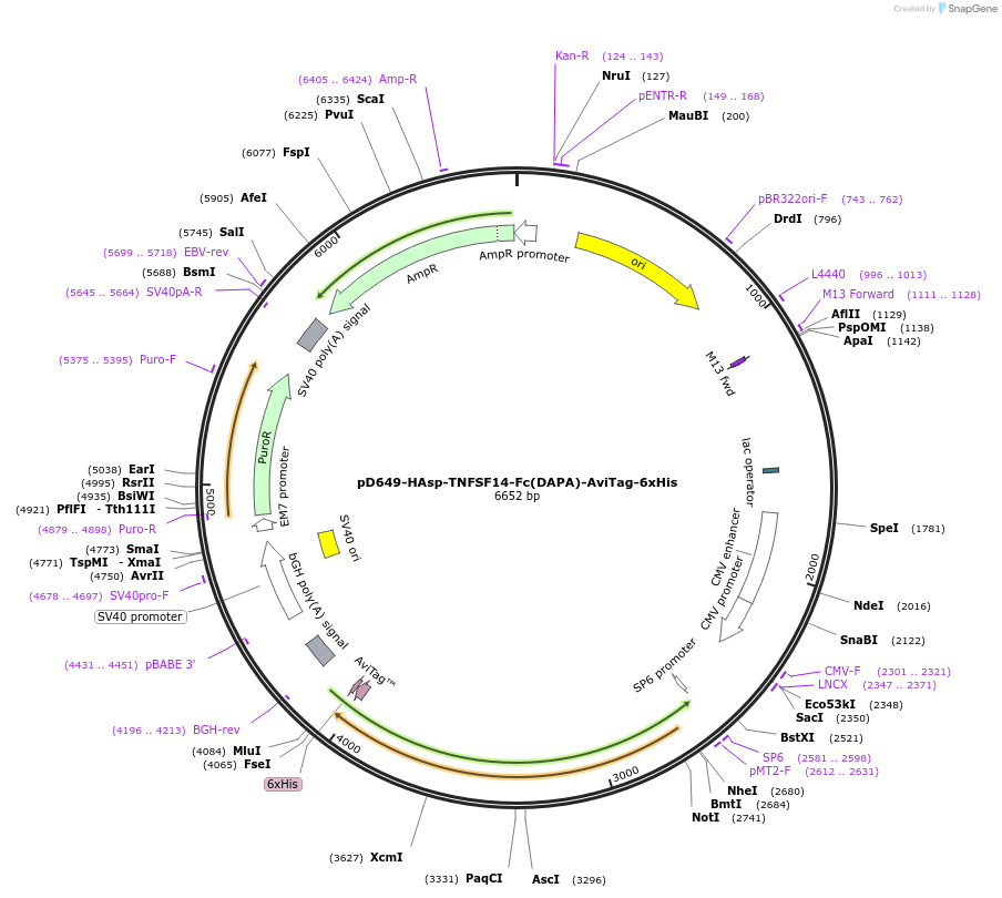 156585-plasmid-map-sequence-id-302279