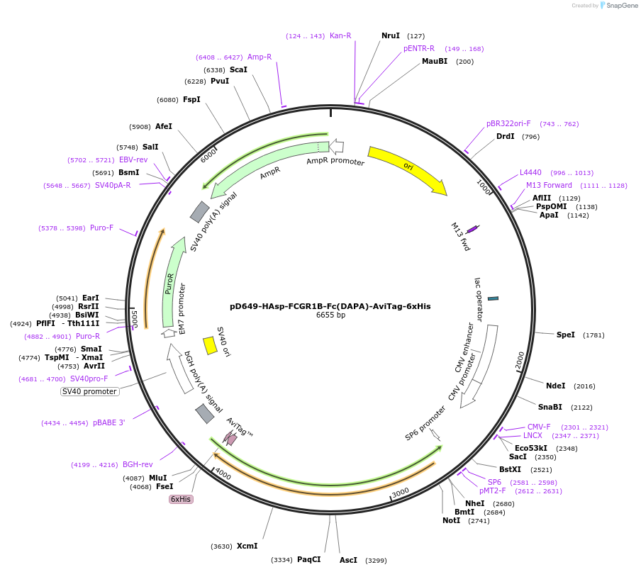 156588-plasmid-map-sequence-id-302285