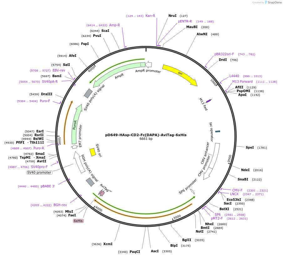 156591-plasmid-map-sequence-id-302291