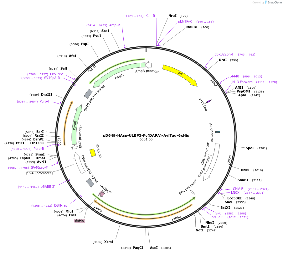 156592-plasmid-map-sequence-id-302293