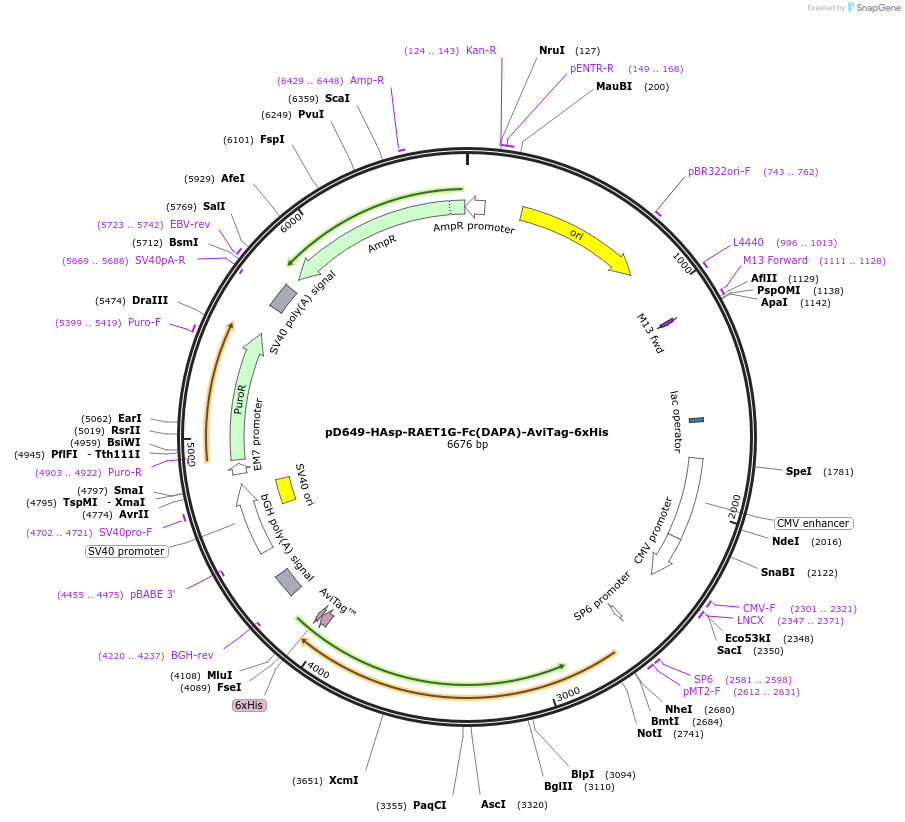 156600-plasmid-map-sequence-id-302309