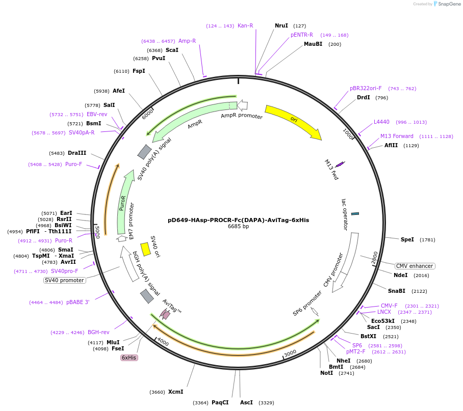 156604-plasmid-map-sequence-id-302317