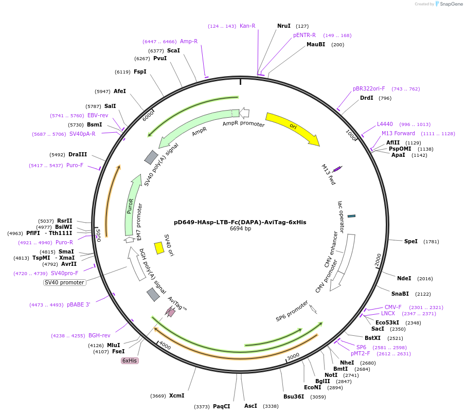 156607-plasmid-map-sequence-id-302323