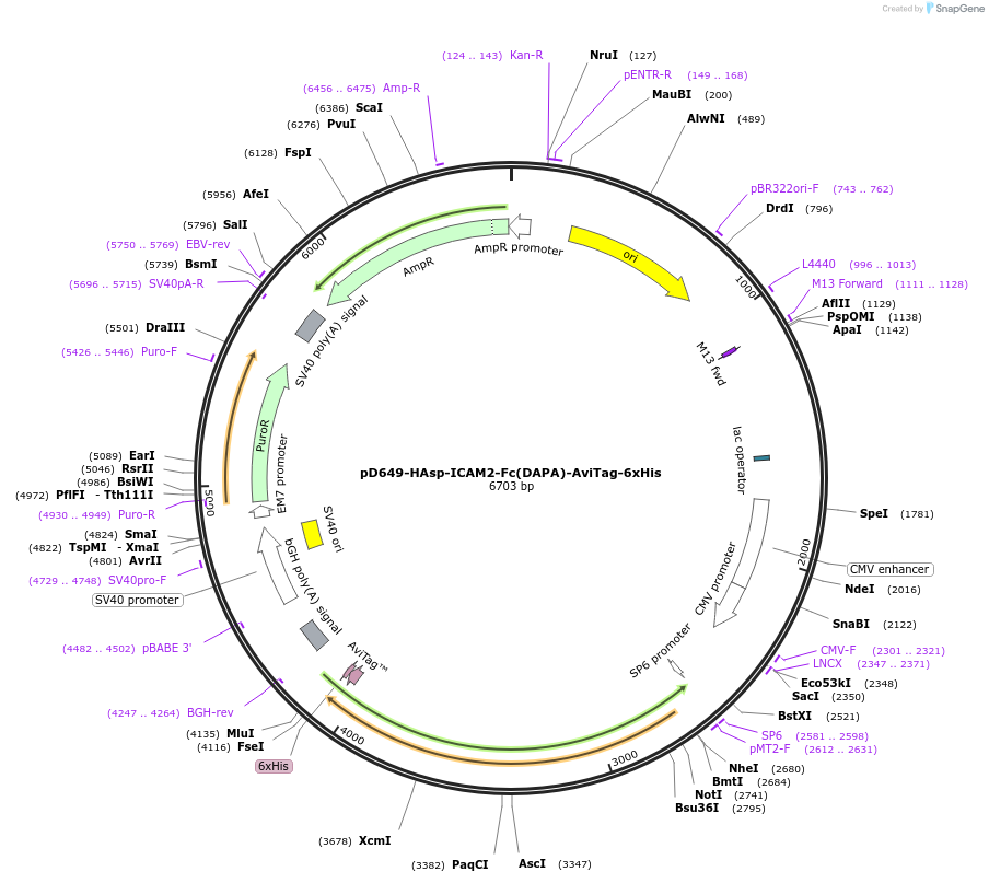 156610-plasmid-map-sequence-id-302329