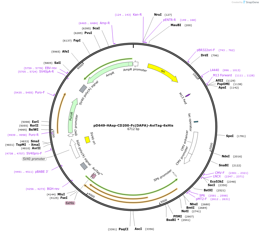 156613-plasmid-map-sequence-id-302335