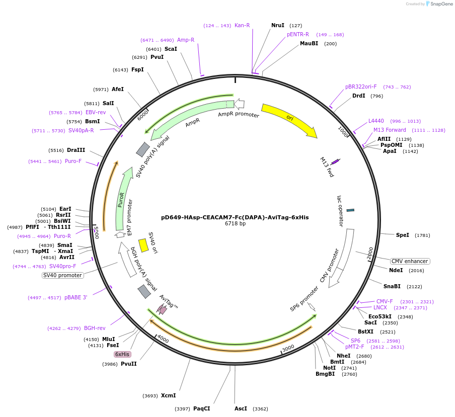 156614-plasmid-map-sequence-id-302337