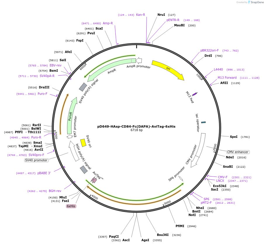 156616-plasmid-map-sequence-id-302341