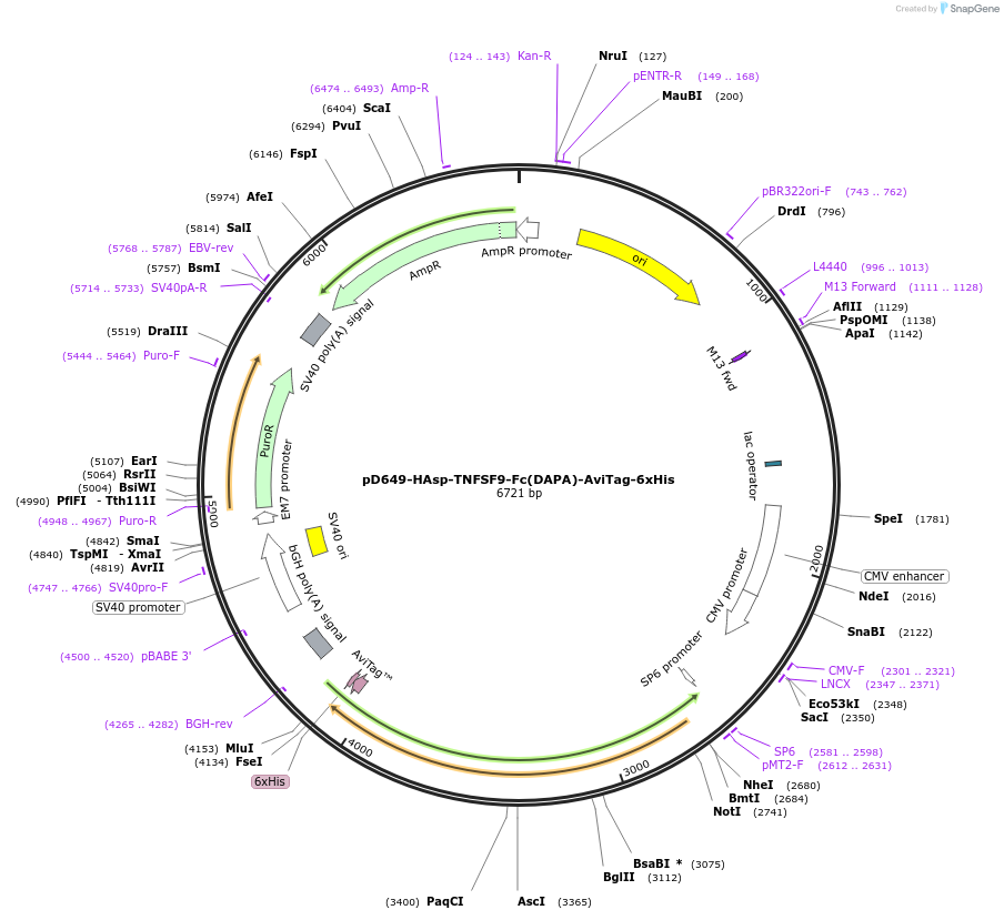 156617-plasmid-map-sequence-id-302343