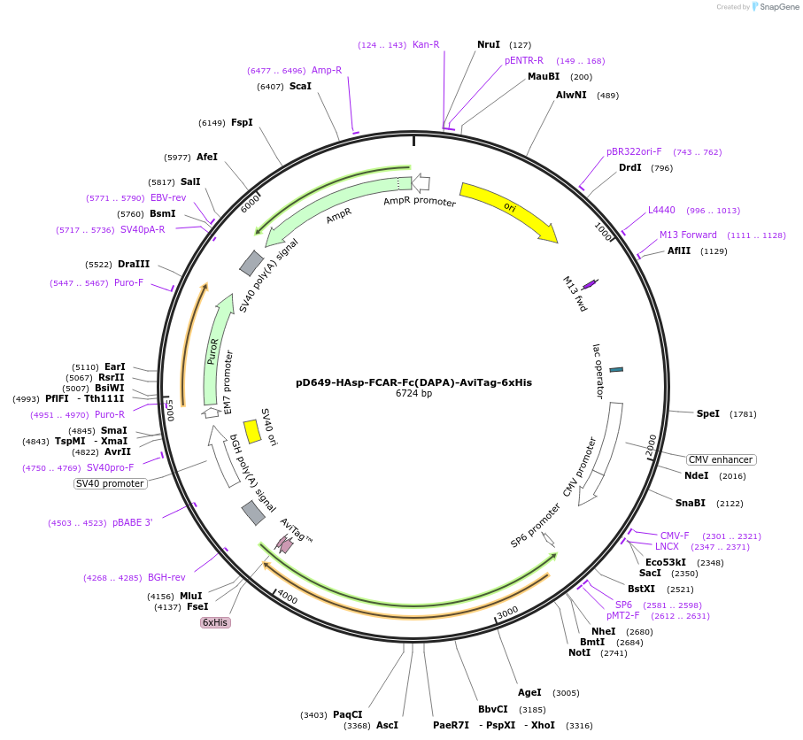 156619-plasmid-map-sequence-id-302347